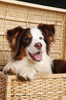 liegender Australian Shepherd