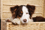 liegender Australian Shepherd