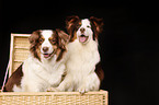 Australian Shepherds