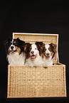 Australian Shepherds