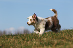 Australian Shepherd Welpe