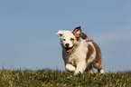 Australian Shepherd Welpe