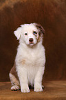 Australian Shepherd Welpe