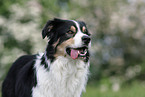 Australian Shepherd