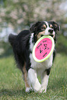 Australian Shepherd
