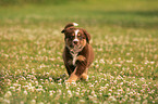 Australian Shepherd Welpe