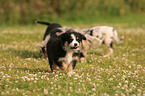 Australian Shepherd Welpe