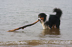 spielender Australian Shepherd