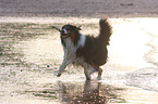 spielender Australian Shepherd