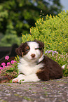 Australian Shepherd Welpe