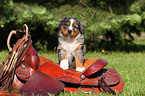 Australian Shepherd Welpe