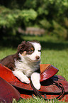 Australian Shepherd Welpe