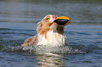 spielender Australian Shepherd