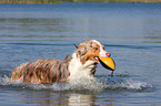 spielender Australian Shepherd