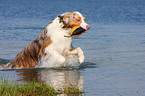 spielender Australian Shepherd