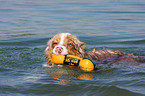 spielender Australian Shepherd