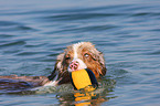 spielender Australian Shepherd