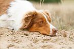 liegender Australian Shepherd