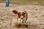 rennender Australian Shepherd