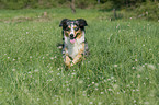 rennender Australian Shepherd