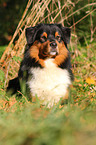 liegender Australian Shepherd