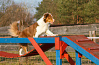 Australian Shepherd beim Agility