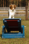 Australian Shepherd beim Agility