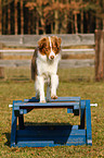 Australian Shepherd beim Agility