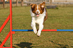 Australian Shepherd beim Agility