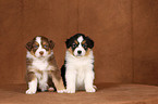 Australian Shepherd Welpen