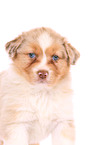 Australian Shepherd Welpe