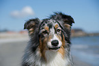 Australian Shepherd Portrait