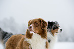 Australian Shepherd Portrait