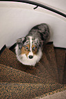 stehender Australian Shepherd