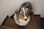 stehender Australian Shepherd