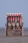 3 Australian Shepherds