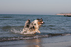 spielender Australian Shepherd