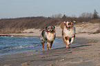 2 Australian Shepherds