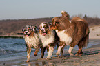 3 Australian Shepherds