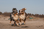 2 Australian Shepherds