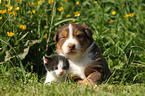 Australian Shepherd Welpe und Ktzchen