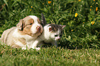 Australian Shepherd Welpe und Ktzchen