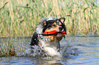 spielender Australian Shepherd