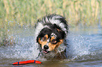 spielender Australian Shepherd