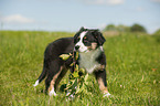 Australian Shepherd Welpe