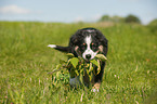 Australian Shepherd Welpe