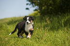 Australian Shepherd Welpe