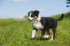 Australian Shepherd Welpe