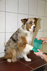 Australian Shepherd bekommt Verdand