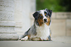 liegender Australian Shepherd